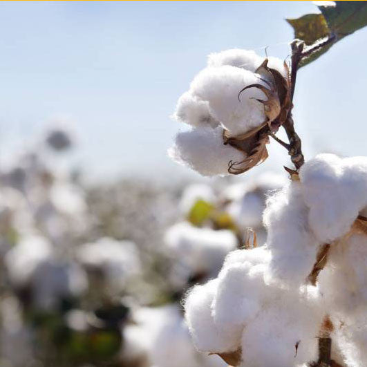 Organic Cotton.. Facts, myths and FAQs